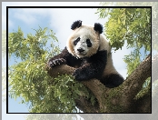 Panda wielka, Grafika 2D, Drzewo