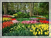 Wiosna, Narcyzy żonkile, Park, Tulipany