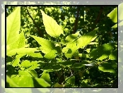 Wisona, Zielone Liście Drzewo