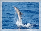 Delfin, Woda, Popisy