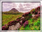 Wzgórza, Park Narodowy Connemara, Skały, Irlandia, Góra, Kwiaty, Wrzosy, Wrzosowisko