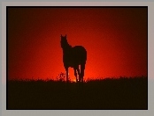 Koń, Zachód, Słońca