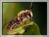 Pszczoła, Zdjęcie, Makro
