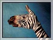 Zebra, Bodypaint