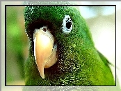 Zielona, Papuga