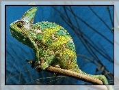 Gałązka, Zielony, Kameleon