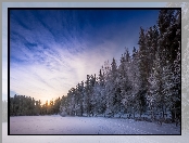 Finlandia, Las, Drzewa, Prowincja Häme, Zamarznięte, Jezioro Kahtoilampi, Zima