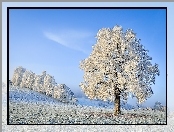 Zima, Drzewa, Śnieg, Ośnieżone