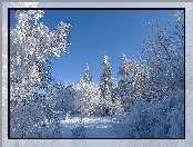Zima, Drzewa, Śnieg, Oszronione