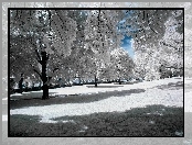Zima, Drzewa, Park, Oszronione