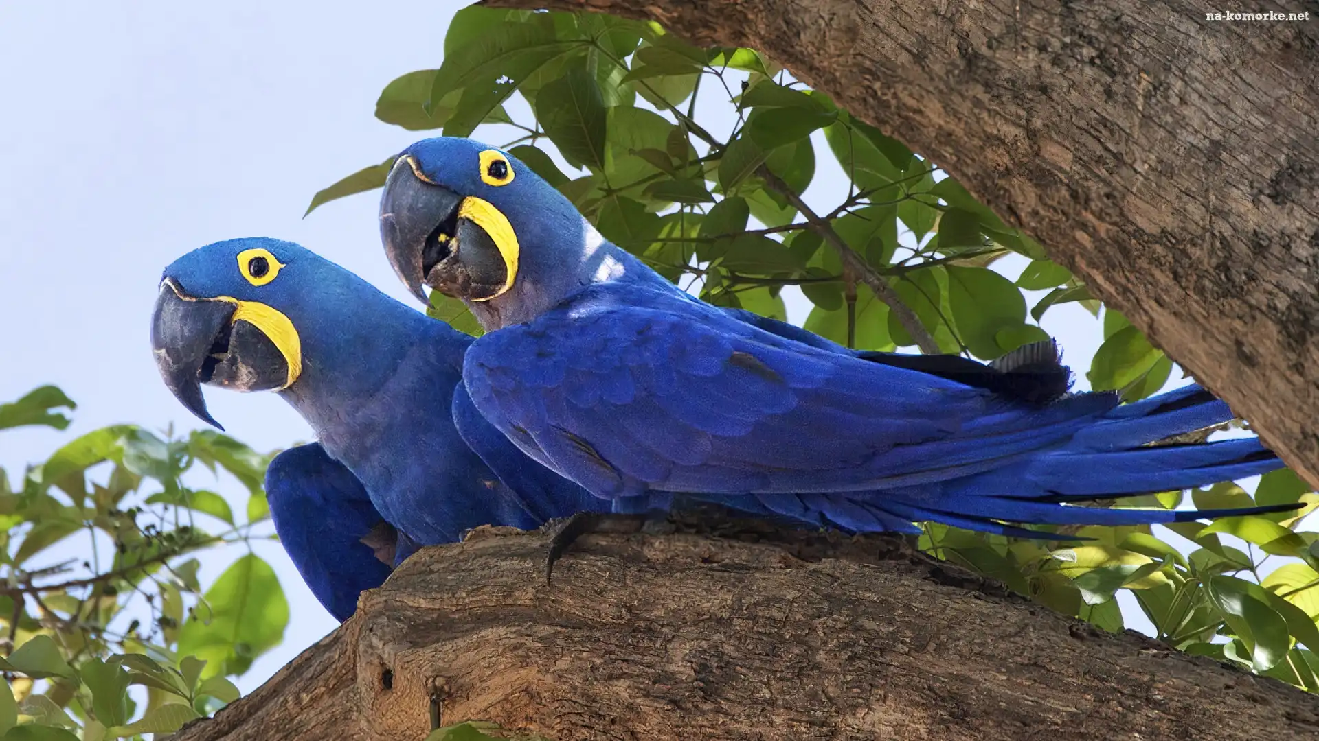 niebieskie-skrzyd-a-papugi-drzewo-na-kom-rk