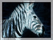Zebra, 3D, Paski
