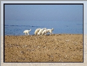 Maremmano-abruzzese, plaża