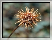 Acena Buchanana