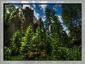 Drzewa, Narodowy Rezerwat Przyrody Skał Adrszpasko-Teplickich, Czechy, Las, Skały Teplickie, Roślinność