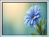 Stokrotka afrykańska, Grafika, Kwiat, Niebieska