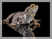 Jaszczurka, Tło, Czarne, Agama brodata, Odbicie