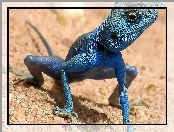 Agama, Sinaita