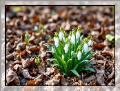 Liście, Kwiaty, Suche, AI, Przebiśniegi, Białe