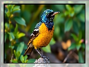 Żółto-niebieski, Grafika AI, Ptak, Kolorowy