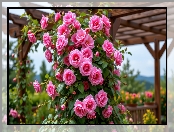Grafika, Róże, Pergola, AI, Kwiaty, Pnące