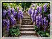 Glicynia, Schody, Kwiaty, AI, Fioletowe, Zwisające