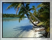 Nowa Zelandia, Aitutaki, Wyspy Cooka, Woda, Palmy