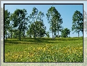 Łąka, Drzewa