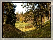 Łąka, Drzewa