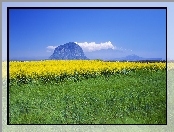 Łąka, Jeju, Wyspa, Kwiaty, Góra, Żółte