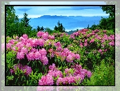 Góry, Łąka, Rododendrony