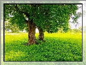 Lato, Łąka, Drzewa