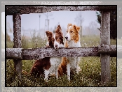 Łąka, Border Collie, Psy, Mgła, Ogrodzenie, Poranek