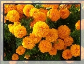 Aksamitka wyniosła, Tagetes erecta