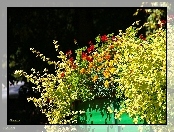Kwiaty, Aksamitki, Pelargonie