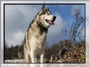 Alaskan Malamute, Drzewa, Trawa