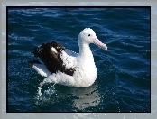 Albatros, Ocean