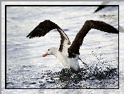 Albatros, Woda, Rozłożone, Skrzydła