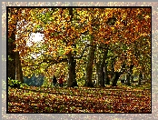 Aleja, Park, Jesień, Liście, Drzewa, Kolorowe