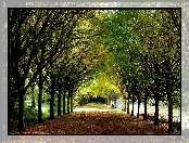 Park, Aleja, Drzewa