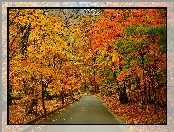 Alejka, Jesień, Drzewa, Liście, Droga, Park