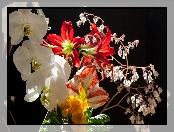 Amarylis, Orchidea, Kwiaty, Czarne, Prymula, Tło