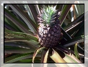 Ananas, Pióropusz