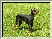 Angielski Toy Terrier, trawa, zielona