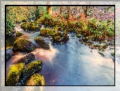 Anglia, Omszałe, Opactwo Bolton Abbey, Kamienie, Park Narodowy Yorkshire Dales, Las Valley of Desolation, Rzeka Wharfe, Drzewa