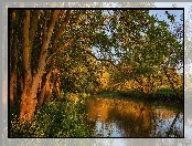 Rzeka, Drzewa, Hrabstwo Bedfordshire, River Great Ouse, Anglia