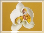 Anne Geddes, Dwa, Śpiace, Bliźniaki, Storczyk