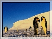 Pingwiny, Antarktyda, Góra