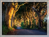Dark Hedges, Hrabstwo Antrim, Buki, Aleja bukowa, Słoneczne światło, Irlandia Północna, Drzewa, Droga