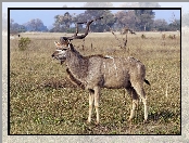 Antylopa, Sawanna, Kudu, Rogi